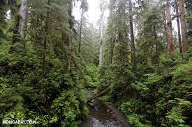 The pacific northwest from outer space. Central Pacific Northwest Coastal Forests One Earth