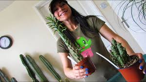 New listingopuntia subulata monstrosa christmas tree cactus cactus succulent live plant. Opuntia Subulata Austrocylindropuntia Subulata Cactus Care Tips Info Repotting Youtube