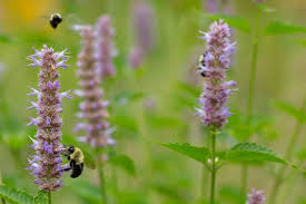 Image result for Hippocratea graciliflora