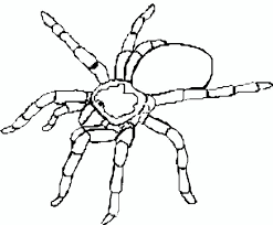 Spiders are creepy, crawly insects that have long been depicted in popular culture, symbolism and mythology. Tarantula Coloring Pages Kidsuki
