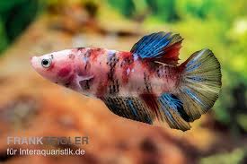Plakat red koi galaxy unique colour betta splendens fish. Plakat Kampffisch Koi Betta Plakat Koi 1 Paar Kaufen