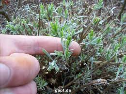 Werden die blüten im sommer geschnitten bevor sie verblühen, regt dies eine zweite blüte an. Ruckschnitt Bei Lavendel Gartenpflege Tipps