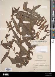 Image result for Ampelopteris