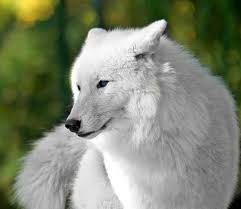 We did not find results for: 33 Best White Wolves With Bright Blue Eyes Ideas White Wolf Beautiful Wolves Wolf With Blue Eyes