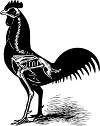 Black And White Chicken Art Google Search Animal Skeletons Skeleton Silhouette Marquesan Tattoos