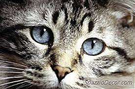 We did not find results for: Les Moustaches De Chat Repoussent 2021