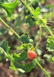 Image result for Octolepis decalepis