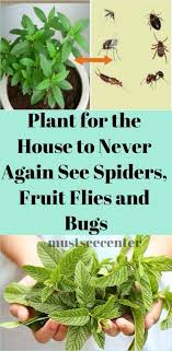 Plant For The House To Never Again See Spiders Fruit Flies And Bugs Must See Center Plants Fruit Flies Household Plants