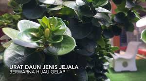 Wb.selamat datang di chanel ini dengan saya dr. Pokok Bunga Cina Youtube