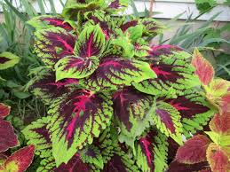Image result for Coleus tetragonus