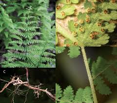 Image result for Blotiella trichosora