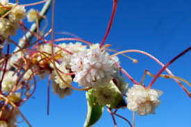Image result for Cuscuta planiflora