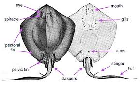Rough & tumble makes every bag this way, with a resolve to not succumb to the growing pressure to mass produce. Stingray Wikipedia