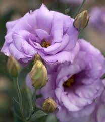 Eustoma Grandiflorum Lisianthus Pretty Flowers Purple Flowers Beautiful Flowers