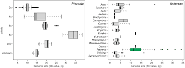 Image result for Pteronia acuminata