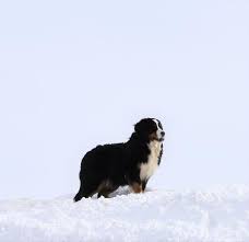 We did not find results for: Bernese Melody Utah Bernedoodles