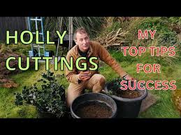 HOW TO TAKE HOLLY CUTTINGS HARDWOOD AND SOFTWOOD
