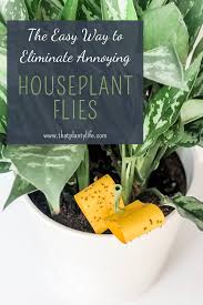 Find deals on products in pest control on amazon. How To Get Rid Of Fungus Gnats That Planty Life