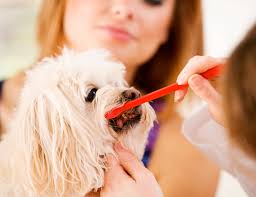 How does a dentist work with a dog? York Ny Animal Hospital For Veterinary Services York Veterinarians Caledonia Area Vets Avon Ny Pet Dentist And Veterinary Surgery York Pet Emergency