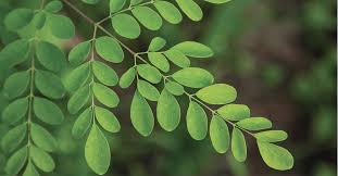 Image result for Moringa