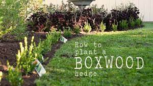 When the soil eventually becomes frozen boxwood is such a great plant to have in your garden or in pots! How To Plant A Boxwood Hedge Winter Gem Diy Formal Boxwood Hedges Youtube