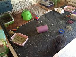 Peto is an australian owned family pet store run by locals since opening in 2007. Pin By Brenna Shultz On Bunnies Bunny Cages Rabbit Care Pamper Pets