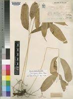 Image result for Coniogramme africana