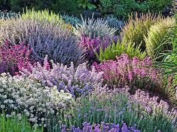 Heathers Governmenthouse Heather Gardens Heather Plant Raised Bed Flower Garden