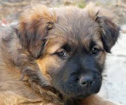 No wonder it's so popular! Westside German Shepherd Rescue Of Los Angeles