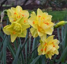 Million Blooms Container Gardening Flowers Daffodil Flower Container Flowers