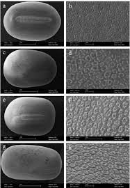 Image result for Crepidorhopalon namuliensis