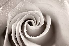 Beautiful Romantic Nature Black And White Photography Black And White Photography Monochromatic Nature Macro Winter Spring Flower Ro Macro Photography Nature Beautiful Photography Nature Amazing Nature Photography