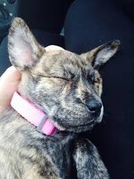 We've got 9 pit bull dutch shepherd mix puppies that need a good family, there are 5 females and 4 males. Dutch Shepherd Puppy 4 Weeks Old Pitbullpuppies4weeksold Pitbull Puppies Puppies Puppy Breath