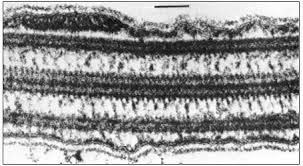 The number of feeding cells can vary from one to a half dozen depending on the nematode species. The Molecular Biology Of Plant Cells