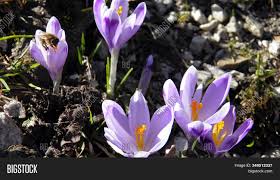 Special characteristics the autumn crocus contains a variety of diverse alkaloids.: Autumn Crocus Image Photo Free Trial Bigstock