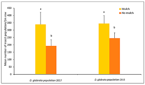Price termite & pest has always been a pleasure to work with. Insects Free Full Text Organic Mulch Increases Insect Herbivory By The Flea Beetle Species Disonycha Glabrata On Amaranthus Spp Html