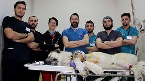 Koca Yurekli Veteriner Hekimler Dunyada Bir Ilki Gerceklestirdiler Omu Ondokuz Mayis Universitesi