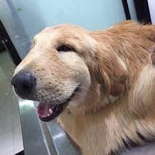 Stings can be painful and irritating to dogs. The Female Book On Twitter This Dog Swallowed A Wasp He Still Looks Adorable