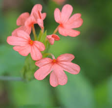 Image result for Crossandra nilotica