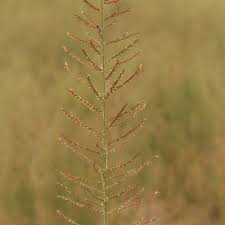 Image result for Pogonarthria squarrosa