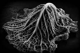 Cabbage Leaf Edward Weston Texture Photography Weston