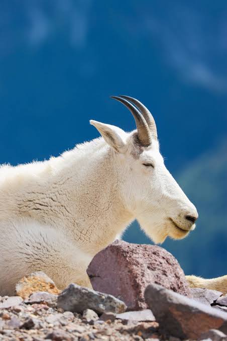Shoshone Goat Hunting: Top Locations to Explore - Shoshone Adventures