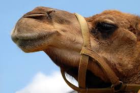 The country is getting its first movie theatres. Camel Beauty In Saudi Arabia Nuqudy