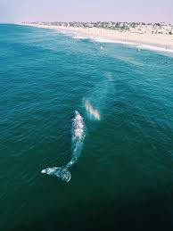 Maybe you would like to learn more about one of these? Visit Huntington Beach California 1889 Magazine