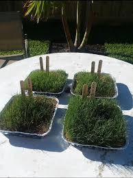 At 1/4 epa reg no. Scotts Vs Pennington Grass Seed Review