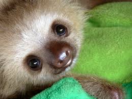 5 out of 5 stars. This Must Be The Worlds Cutest Baby Sloth Aww
