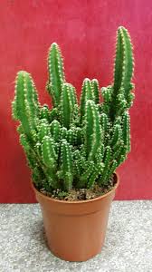 It is a special type of cactus grown in north america. Cereus Fairytale Castle Cactus Cactus Fairy Castle Cactus Fairytale Castle
