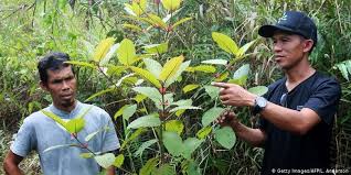 Penagih dadah bertempiaran lari bila diserbu 999 20 november 2018. Mengenal Kratom Daun Ajaib Asal Kalimantan Yang Banyak Diekspor Ke Amerika Halaman All Kompas Com