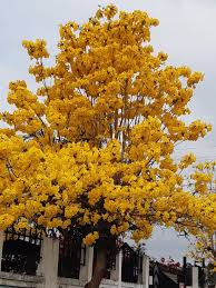 Image result for Craibia zimmermannii