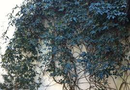 Whether you need something to cover up an eyesore or simply want to beautify a trellis, zone 9 vines are there to serve. Vines At Portland Nursery
